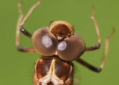 Telephlebia godeffroyi